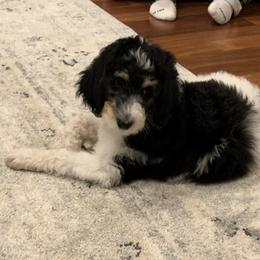 Bernedoodle and Poodle Puppies from Sunset Family Farm