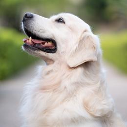 Atlas - Golden Retriever