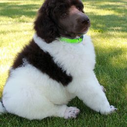 Poodle Puppies from Solo Standards