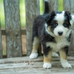 Coconut - Black tri female Miniature American Shepherd puppy in Niles, Michigan from Impression Dogs