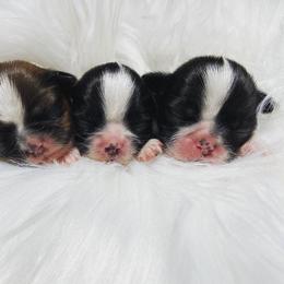 Shih Tzu Puppies from The Family Shih Tzu