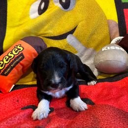 Melbourne - White and black male Bordoodle puppy in Republic, Missouri from Holland Hilltop Farm