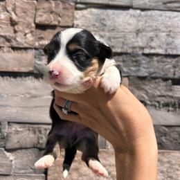 Vicki - Black and tan female Pembroke Welsh Corgi puppy in Benjamin, Utah from Nuna’s  Corgis