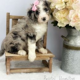 Aussiedoodle and Australian Shepherd Puppies from Dunroamin Farms Australian Shepherds and Aussiedoodles