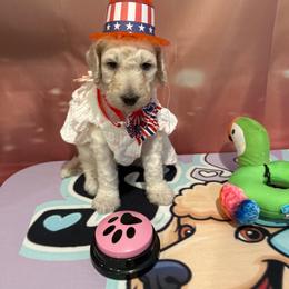 Sienna - White female Poodle puppy in Mobile, Alabama from Semmy’s Standard Poodle LLC