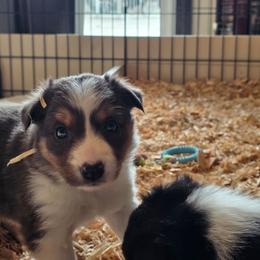Mesa - Blue merle female Border Collie puppy in Chino Valley, Arizona from Dog Pond Border Collies