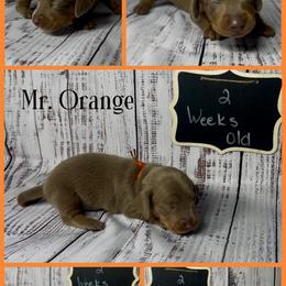 Dachshund Puppies from Darling Doxies of Ocala