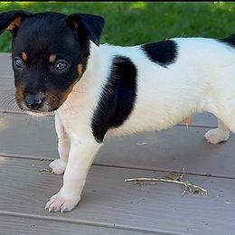Male 1 - White black and tan male Rat Terrier puppy in Denver, Colorado from K2 RAT TERRIERS (COLORADO)