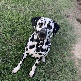 Starr - Dalmatian
