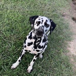 Starr - Dalmatian