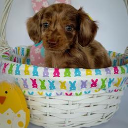 Truffle - Dapple female Dachshund puppy in Waycross, Georgia from Willow Run Dachshund’s