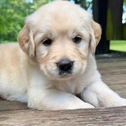 London - Light golden female Golden Retriever puppy in Doniphan, Missouri from Stockford’s Golden Retrievers