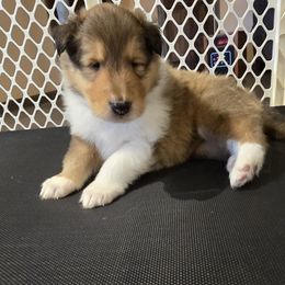 Boy 6 - Collie puppy in Temple, Pennsylvania from Rimma's Collies