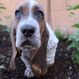 Bumble - Blue tan and white male Basset Hound puppy in Surprise, Arizona from Howlin Hounds