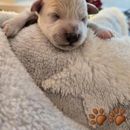 Brown Collar- Puppuccino - Cream male Assorted Doodle Crosses puppy in Upland, California from IDREAMOFPUPPIES