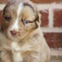 Miniature Australian Shepherd and Toy Australian Shepherd Puppies from TK Mini & Toy Aussies