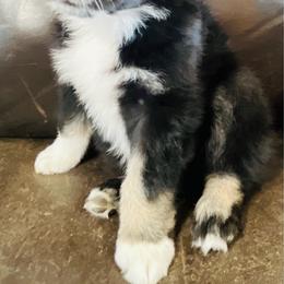 Dusty - Black tri male Miniature Australian Shepherd puppy in Sulphur, Oklahoma from Barnyard Aussies