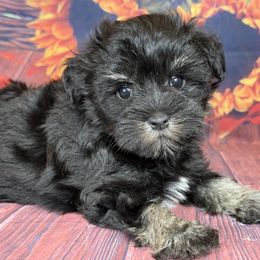 Luke AKC 3,200 - Black and silver male Miniature Schnauzer puppy in Dayton, Texas from Von Baron Schnauzers