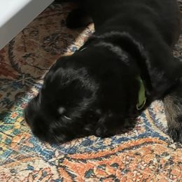 Ronan - Pepper and salt male Giant Schnauzer puppy in Atoka, Oklahoma from Hannah's Haus & Farm
