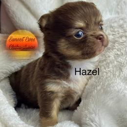 Chihuahua Puppies from Sunset Eves Chihuahuas