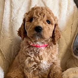 Bernedoodle and Goldendoodle Puppies from Gracie's Goldendoodles and Bernedoodles