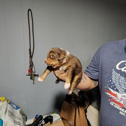 Miniature Australian Shepherd Puppies from Bornagain Paws