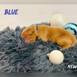 Blue Collar - Golden male Golden Retriever puppy in Kenyon, Minnesota from Double W Golden Retrievers