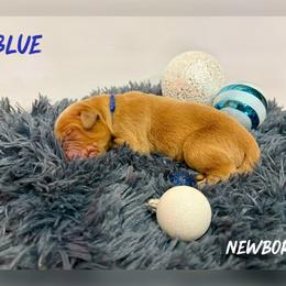 Blue Collar - Golden male Golden Retriever puppy in Kenyon, Minnesota from Double W Golden Retrievers
