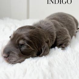Indigo - Blue and cream male Dachshund puppy in Redding, California from Jean & Mae Doxies