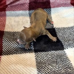 Cuatro - Blue and gold male Yorkshire Terrier puppy in Pryor, Oklahoma from DK’s Littles & Co