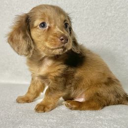 Logan - Dapple male Dachshund puppy in Lake City, Florida from KNG FARMS