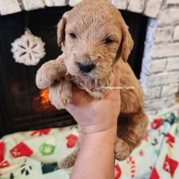 Jingle Bells - Apricot male Goldendoodle puppy in Pennsylvania from Pennsylvanian Puppies