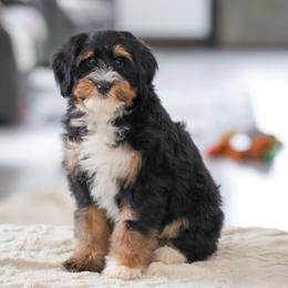 Fawn - Tri-color female Bernedoodle puppy in Dundee, Ohio from Down Home Doodle