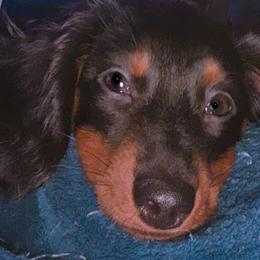 Dachshunds from ELLIES DARLIN DOXIES