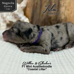 Isla - Purple Collar - Blue merle female Aussiedoodle puppy in Oxford, Alabama from Magnolia Grove Doodles