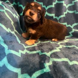 Delilah (Akc) - Black and cream female Dachshund puppy in Madera Acres, California from AllStarDachshunds