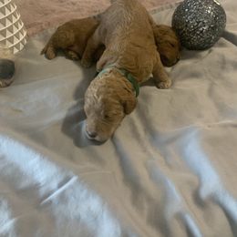 Goldendoodle Puppies from Puppy Paws