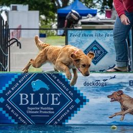 Golden Retriever All Grown Up from Home on the Range Goldens