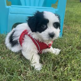 Black White Piebald MALE Available - Black and white male Havanese puppy in Monahans, Texas from Homeward Havanese, LLC