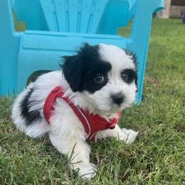 Black White Piebald MALE Available - Black and white male Havanese puppy in Monahans, Texas from Homeward Havanese, LLC