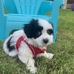 Black White Piebald MALE Available - Black and white male Havanese puppy in Monahans, Texas from Homeward Havanese, LLC
