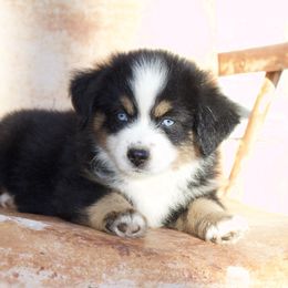 Boots - Black tri male Miniature American Shepherd puppy in Godley, Texas from Bradley Kennels
