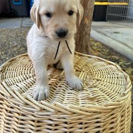 Golden Retriever Puppies from Wishaw Whisky Golden Retrievers