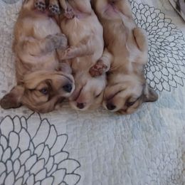 Dachshund Puppies from Western Slope English Cream Dachshund