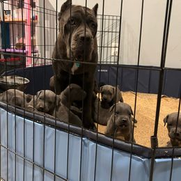 Skye - Cane Corso