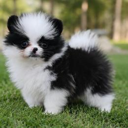 Mallow - Black parti female Pomeranian puppy in Buck Valley, Pennsylvania from Buck Valley Pomeranians