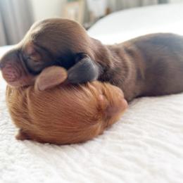 Dachshund Puppies from Hope Miniature Dachshunds