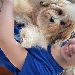 Biewer Terrier, Chinese Crested, and Havanese Puppies from Meadowview Havanese