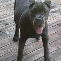 Bruno - Gray male Cane Corso puppy in El Dorado, Arkansas from Lower Arkansas Cane Corso