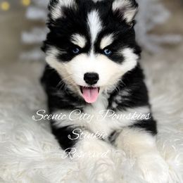 Stinkie - Black and white male Pomsky puppy in Rossville, Georgia from Scenic City Pomskies